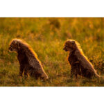 Beverly Joubert Instagram - A pair of cheetah cubs eagerly await the return of their mom, the downy fur on their backs glowing amber in the afternoon sun. At this age, the tiny youngsters are very vulnerable, especially in moments like these when their only source of protection must temporarily abandon them in search of food. But rival predators and wily scavengers are the least of the worries for these big cats. Cheetahs inhabit a fraction of their former range, with only around 7,000 individuals still left in the wild. We are running out of time if we hope to reverse this heartbreaking decline. ⁣⁣⁣ ⁣⁣⁣ So, this #InternationalCheetahDay, let’s join together to raise awareness about the urgent challenges facing these special cats. Their future depends on all of us.⁣ ⁣⁣⁣ To find out what our organisation, the @GreatPlainsFoundation, is doing to safeguard the future of Africa’s big cats, visit www.greatplainsfoundation.com/big-cats-initiative