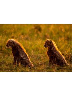 Beverly Joubert Instagram - A pair of cheetah cubs eagerly await the return of their mom, the downy fur on their backs glowing amber in the afternoon sun. At this age, the tiny youngsters are very vulnerable, especially in moments like these when their only source of protection must temporarily abandon them in search of food. But rival predators and wily scavengers are the least of the worries for these big cats. Cheetahs inhabit a fraction of their former range, with only around 7,000 individuals still left in the wild. We are running out of time if we hope to reverse this heartbreaking decline. ⁣⁣⁣
⁣⁣⁣
So, this #InternationalCheetahDay, let’s join together to raise awareness about the urgent challenges facing these special cats. Their future depends on all of us.⁣
⁣⁣⁣
To find out what our organisation, the @GreatPlainsFoundation, is doing to safeguard the future of Africa’s big cats, visit www.greatplainsfoundation.com/big-cats-initiative