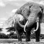 Beverly Joubert Instagram - I've always been in awe of the sheer power and presence of elephants. While spending time with these giants you learn to appreciate the delicate application of that immense strength. A carefully directed blast of water from a trunk provides relief from the scorching African sun, while pillar-like legs are used to dig into the sand when rivers run dry. Their movements are purposeful and intricate fuelled by an intelligence and social cohesion that we are yet to fully understand. Although, we don't speak their language and can only deduce the motivations for their behaviour, we can respect and admire their sentience. And do everything we can to protect them.⁣⁣ ⁣⁣ #elephant #nature #wildlife