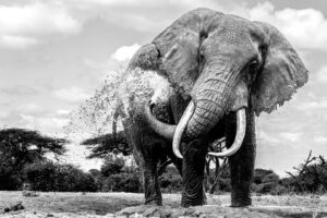 Beverly Joubert Instagram - I've always been in awe of the sheer power and presence of elephants. While spending time with these giants you learn to appreciate the delicate application of that immense strength. A carefully directed blast of water from a trunk provides relief from the scorching African sun, while pillar-like legs are used to dig into the sand when rivers run dry. Their movements are purposeful and intricate fuelled by an intelligence and social cohesion that we are yet to fully understand. Although, we don't speak their language and can only deduce the motivations for their behaviour, we can respect and admire their sentience. And do everything we can to protect them.⁣⁣
⁣⁣
#elephant #nature #wildlife