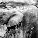 Beverly Joubert Instagram - A tussle of trunks and mud. For young elephants, a bit of mud-flinging bravado and lively sparring is to be expected. This playful exuberance is how calves and subadults begin to decipher the intricacies of life in the herd. Research shows that the presence of mature males is vital in the development of young elephants, helping to guide and steer these innate duelling behaviours and stop them from spiralling into unchecked aggression. Older bulls provide a sense of order in the herd. Without them, the delicate dynamics that govern elephant society can become significantly disrupted. The elimination of an older bull through hunting or poaching does not just remove a single animal, but can have a long-lasting impact on the stability of the entire herd.⁣ ⁣ #elephants #wildlife #nature