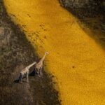 Beverly Joubert Instagram - “Wary of the threats around them, but lured by the promise of a much-needed drink and the coolness of the water, a pair of giraffes hesitate at the edge of a spillway. Stretching like a golden ribbon that slices through the savannah, the Selinda Spillway is a vital source of sustenance for an array of species. This ancient waterway links the northern Okavango Delta to the Zibadianja Lagoon and feeds a delicate ecosystem that, like so many others, relies on freshwater. If a water source like this were to run completely dry, water-dependent species like giraffes would be forced to stray away from protected land onto the fringes of the Delta where they would likely come into contact with people. In a world that’s rapidly warming and on a continent increasingly plagued by drought and threatened by human development, watercourses and water-rich plants are becoming ever more scarce. For large mammals with water needs to match, this could spell trouble ahead.” - @beverlyjoubert _______ #ilcp #ilcp_photographers #okavangodelta #giraffe #endangeredspecies #africanwildlife #climatechange #climatecrisis