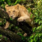 Beverly Joubert Instagram - Sunday mood. Lions are not avid tree-climbers – their size and heavy set bodies are not ideally equipped for leaping through the branches. Like all cats, however, they can't seem to resist the urge to investigate and explore, especially if their efforts end with a comfy snooze. Young cats are more adept at scaling the branches and this one seemed to be channeling his inner leopard as he rested, draped over a branch in a state of total relaxation. ⁣ ⁣ #wildlife #lion #bigcats