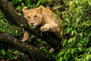 Beverly Joubert Instagram - Sunday mood. Lions are not avid tree-climbers – their size and heavy set bodies are not ideally equipped for leaping through the branches. Like all cats, however, they can't seem to resist the urge to investigate and explore, especially if their efforts end with a comfy snooze. Young cats are more adept at scaling the branches and this one seemed to be channeling his inner leopard as he rested, draped over a branch in a state of total relaxation. ⁣
⁣
#wildlife #lion #bigcats