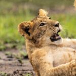 Beverly Joubert Instagram - When lion cubs are not asleep or feeding, they're playing. We never tire of watching and documenting the exuberant antics of these young cats as they gradually learn the intricacies of stalking and pouncing on their journey to becoming successful predators. Some cubs are bolder than others and quickly assert themselves as the most dominant amongst their siblings – it's the sort of fighting spirit that could either be an asset in the face of threats or something that will land these brazen youngsters in trouble when they start battles they can't win.⁣ ⁣ #lions #wildlife #nature #wildlifephotography⁣ ⁣