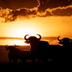 Beverly Joubert Instagram - An army at dawn. When grazing, Cape buffaloes may appear docile and lethargic, but these powerful animals quickly transform into formidable fighters if forced to go on the offensive. Lions are the only predators bold enough to take on an adult buffalo, and when they do, it usually results in a monumental battle.⁣ ⁣ #wildlife #nature #buffalo
