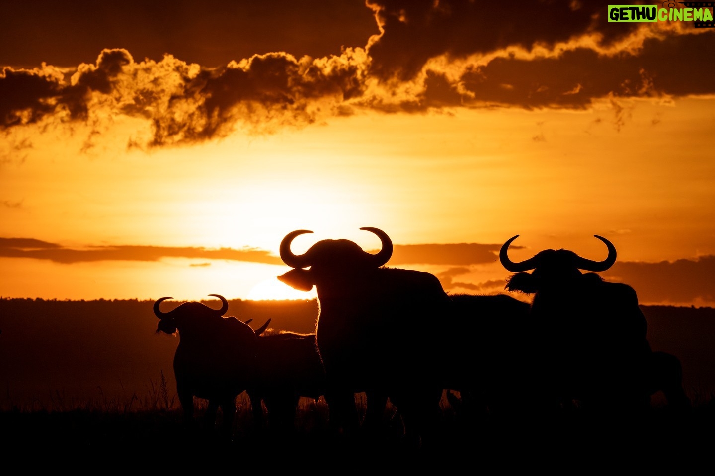 Beverly Joubert Instagram - An army at dawn. When grazing, Cape buffaloes may appear docile and lethargic, but these powerful animals quickly transform into formidable fighters if forced to go on the offensive. Lions are the only predators bold enough to take on an adult buffalo, and when they do, it usually results in a monumental battle. #wildlife #nature #buffalo