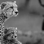 Beverly Joubert Instagram - Cheetah cubs are always observing, learning, and imitating. This youngster tried his best to mimic his mom's gaze as she zeroed in on something on the horizon. For the cub, it’s a lesson in vigilance and caution, but for his mother, it’s more than that. She's the last line of defence against any approaching threats. While her cub might just be practising his spotting skills, she is scanning the landscape for danger and opportunities.⁣⁣⁣ ⁣⁣⁣ #bigcats #bigcatsofinstagram #cute #cheetah #maasaimara