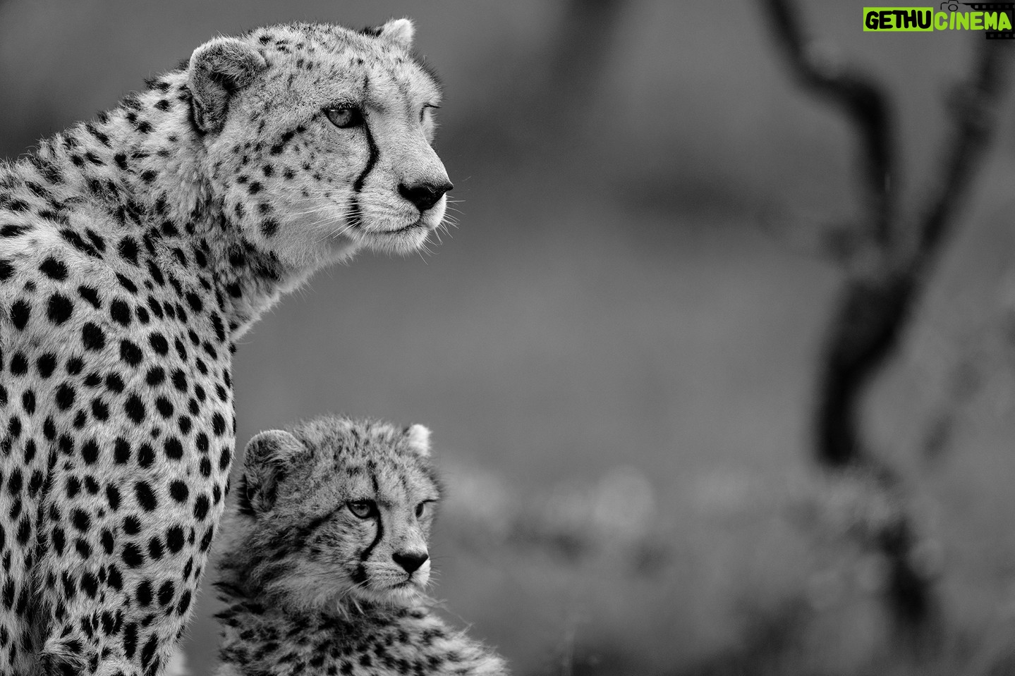 Beverly Joubert Instagram - Cheetah cubs are always observing, learning, and imitating. This youngster tried his best to mimic his mom's gaze as she zeroed in on something on the horizon. For the cub, it’s a lesson in vigilance and caution, but for his mother, it’s more than that. She's the last line of defence against any approaching threats. While her cub might just be practising his spotting skills, she is scanning the landscape for danger and opportunities. #bigcats #bigcatsofinstagram #cute #cheetah #maasaimara