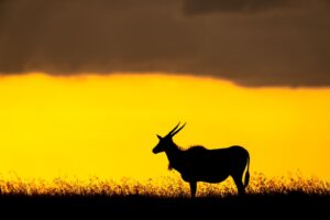 Beverly Joubert Instagram - An African sunset is more than just a moment; it's a visceral experience of colours and shapes. As the sun lingers on the horizon, the sky and everything under it is engulfed in a symphony of colour. Animals on the edge of the landscape are identifiable only by their shape and size as they drift like shadows across a painterly plain. It's a dazzling display and one that I'll never tire of photographing.⁣
⁣
#sunset #Africa #Africansunset #wildlife