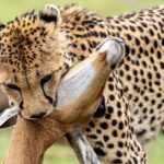 Beverly Joubert Instagram - Witnessing and documenting a hunt can be a both exhilarating and heartbreaking. It's nature in all of its manifestations, both brutal and beautiful. From calculated approach to mesmerising sprint, it's a power struggle that constantly shifts between predator and prey. This was the cheetah's hard-earned victory, but not all hunts will go her way.⁣ ⁣⁣⁣⁣ #cheetah #wildlife #nature #bigcat #bigcatsofinstagram