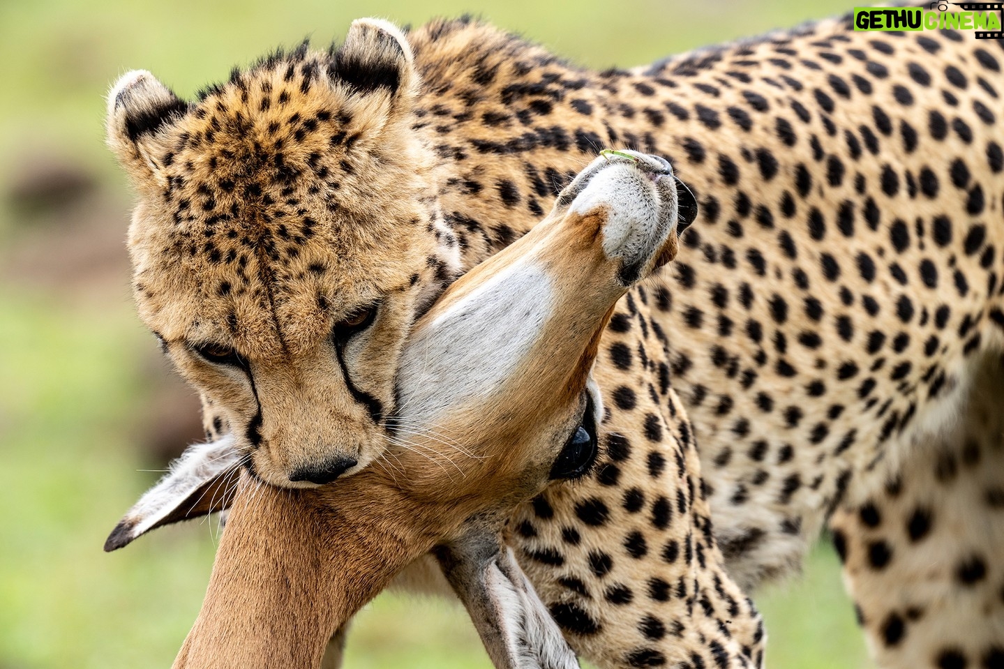 Beverly Joubert Instagram - Witnessing and documenting a hunt can be a both exhilarating and heartbreaking. It's nature in all of its manifestations, both brutal and beautiful. From calculated approach to mesmerising sprint, it's a power struggle that constantly shifts between predator and prey. This was the cheetah's hard-earned victory, but not all hunts will go her way. #cheetah #wildlife #nature #bigcat #bigcatsofinstagram