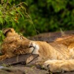 Beverly Joubert Instagram - Sundays are for snoozing. Lions sleep for most of the day, reserving their energy for the evenings when they go on the hunt. With limited sweat glands and a full coat of fur (not to mention a shaggy mane in the case of male lions), these big cats are quick to overheat, so they'll avoid prolonged daytime activity when the blazing African sun puts them at a disadvantage. This youngster found a flat rock to rest its head on – anything can be a pillow for big cats in the wild!⁣ ⁣⁣ #lion #bigcats #wildlife #nature