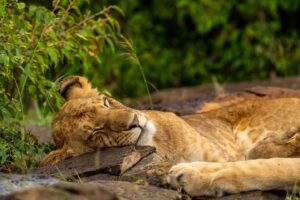 Beverly Joubert Instagram - Sundays are for snoozing. Lions sleep for most of the day, reserving their energy for the evenings when they go on the hunt. With limited sweat glands and a full coat of fur (not to mention a shaggy mane in the case of male lions), these big cats are quick to overheat, so they'll avoid prolonged daytime activity when the blazing African sun puts them at a disadvantage. This youngster found a flat rock to rest its head on – anything can be a pillow for big cats in the wild!⁣
⁣⁣
#lion #bigcats #wildlife #nature