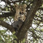 Beverly Joubert Instagram - Trees are more than just resting spots for leopards; they provide cover from danger and a safe place to stash a kill where it's beyond the reach of eager scavengers. This cat hastily hauled her warthog kill into the safety of the boughs, but kept a lookout for any rivals on the horizon. Competition for food is tough in the African bush, and wily predators like leopards are only too aware of the looming threat of losing a meal.⁣ ⁣ #bigcats #bigcatsofinstagram #leopards