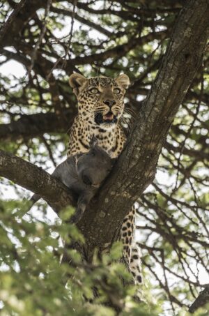 Beverly Joubert Instagram - Trees are more than just resting spots for leopards; they provide cover from danger and a safe place to stash a kill where it's beyond the reach of eager scavengers. This cat hastily hauled her warthog kill into the safety of the boughs, but kept a lookout for any rivals on the horizon. Competition for food is tough in the African bush, and wily predators like leopards are only too aware of the looming threat of losing a meal.⁣
⁣
#bigcats #bigcatsofinstagram #leopards