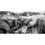 Beverly Joubert Instagram - A tussle of trunks and mud. For young elephants, a bit of mud-flinging bravado and lively sparring is to be expected. This playful exuberance is how calves and subadults begin to decipher the intricacies of life in the herd. Research shows that the presence of mature males is vital in the development of young elephants, helping to guide and steer these innate duelling behaviours and stop them from spiralling into unchecked aggression. Older bulls provide a sense of order in the herd. Without them, the delicate dynamics that govern elephant society can become significantly disrupted. The elimination of an older bull through hunting or poaching does not just remove a single animal, but can have a long-lasting impact on the stability of the entire herd.⁣ ⁣ #elephants #wildlife #nature