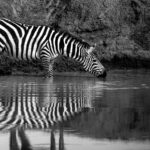 Beverly Joubert Instagram - Although zebras can survive for a few days without water, they usually drink on a daily basis, trudging along well-worn paths that lead to reliable rivers or pools. In Kenya's predator-dense Maasai Mara, vigilance is vital. This zebra sipped tentatively, aware of the danger that could be lurking unseen beneath the surface. During East Africa's annual ungulate migration, crocodiles claim the lives of thousands of zebras that fall victim to the reptiles during turbulent river crossings. Careful steps, a steady head and constant watchfulness, help this zebra safely quench its thirst. ⁣ ⁣ #zebra #wildlife #nature