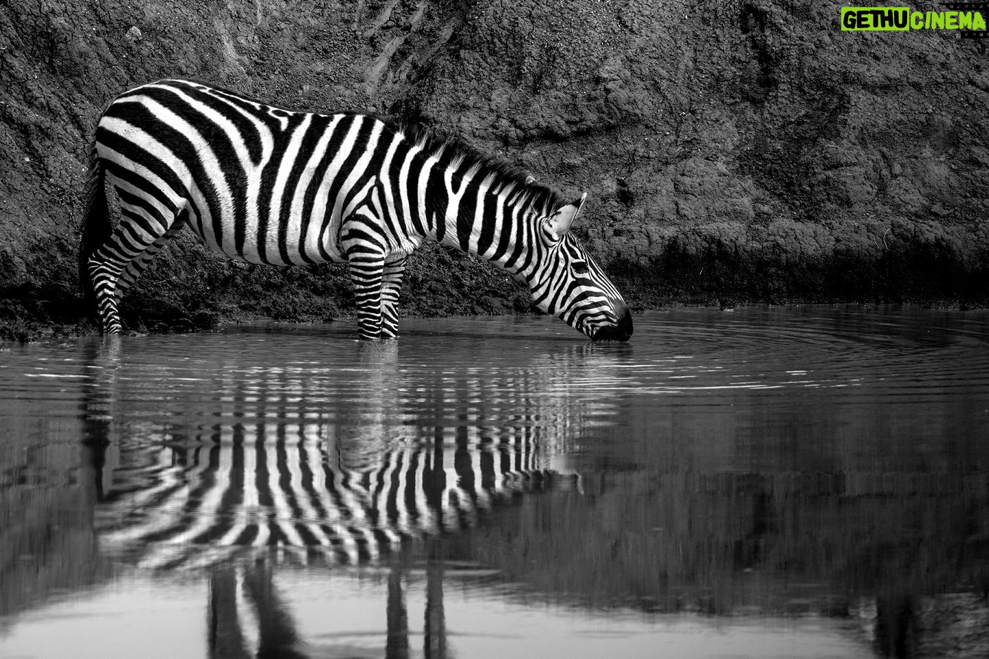 Beverly Joubert Instagram - Although zebras can survive for a few days without water, they usually drink on a daily basis, trudging along well-worn paths that lead to reliable rivers or pools. In Kenya's predator-dense Maasai Mara, vigilance is vital. This zebra sipped tentatively, aware of the danger that could be lurking unseen beneath the surface. During East Africa's annual ungulate migration, crocodiles claim the lives of thousands of zebras that fall victim to the reptiles during turbulent river crossings. Careful steps, a steady head and constant watchfulness, help this zebra safely quench its thirst. #zebra #wildlife #nature