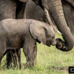 Beverly Joubert Instagram - #Repost from @natgeo From its first wobbly steps, this young calf in Kenya’s Masai Mara has been surrounded by an abundance of maternal care and guidance. Matriarch mothers, sisters, aunts, daughters—elephant society rests on the power and resilience of female bonds. This protective circle of allomothering keeps calves safe from hazards, provides comfort and sustenance, and imparts the generational knowledge necessary for survival.