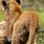 Beverly Joubert Instagram - When lion cubs are not asleep or feeding, they're playing. We never tire of watching and documenting the exuberant antics of these young cats as they gradually learn the intricacies of stalking and pouncing on their journey to becoming successful predators. Some cubs are bolder than others and quickly assert themselves as the most dominant amongst their siblings – it's the sort of fighting spirit that could either be an asset in the face of threats or something that will land these brazen youngsters in trouble when they start battles they can't win.⁣ ⁣ #lions #wildlife #nature #wildlifephotography⁣ ⁣