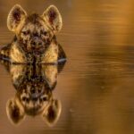 Beverly Joubert Instagram - “The summer months in northern Botswana can be sweltering with temperatures that soar over 40° celsius. Even Africa's most resilient animals feel the heat. This spotted hyena took a moment to sink into the cooling waters of one of the Okavango's many water channels to escape the searing midday heat. I was able to get eye level with her as she submerged most of her body leaving just her head peeking out, her reflection perfectly mirrored in the glass-like water. Hyenas are often maligned and misunderstood, disregarded by many as lowly scavengers that skulk in the shadow of apex predators like lions. In truth, these cunning carnivores are accomplished hunters capable of tackling large prey in coordinated hunts. Through ongoing, careful research into their fascinating lives, we're beginning to truly appreciate the hyena’s complex social makeup, physical strength and endurance, and impressive intelligence.” - @beverlyjoubert _______ #ilcp #ilcp_photographers #conservationphotography #botswana #okavangodelta #wildlifephotography