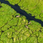 Beverly Joubert Instagram - The Okavango Delta in northern Botswana is a truly remarkable ecosystem. One of the world's only inland deltas that does not flow into a sea or ocean, its fragile existence is dependent on a delicate balance of hydrological, climatic and biological processes which combine in perfect harmony to create a paradise for so many species. While many wild spaces in Africa dry out in the winter months, the Okavango comes alive as water from the Angolan highlands surges onto the flatlands turning the entire area into a drenched floodplain. This creates unique conditions for the species that call this place home: predators like lions must navigate deep water channels and spillways, elephants migrate into the area and thrive in the water-rich ecosystem, and a diversity of wetland birds flock to feast in the sandy shallows. From the air, the patchwork of paths created by elephants and hippos form intersecting scribbles on the landscape, segmenting the lush green vegetation.⁣ ⁣ But even this watery paradise is at risk from habitat destruction, as humans encroach further into wild spaces. This #WorldWetlandsDay, we're drawing attention to the importance of places like the Okavango and highlighting the urgent need to protect them. ⁣ ⁣ Visit @greatplainsfoundation to find out more about our conservation work.⁣ ⁣ #wildlifeconservation #wildlife #nature #Okavango #wetlands