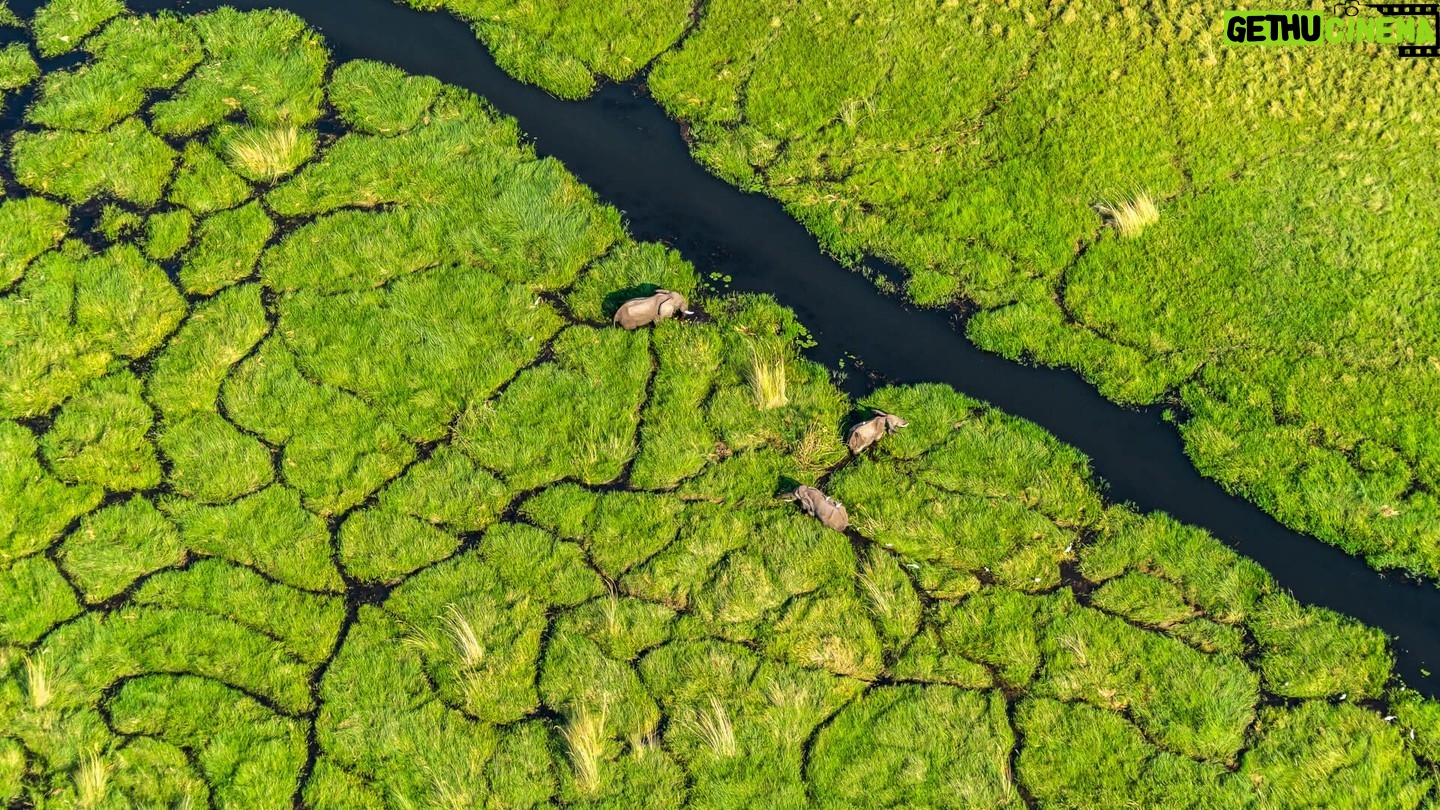 Beverly Joubert Instagram - The Okavango Delta in northern Botswana is a truly remarkable ecosystem. One of the world's only inland deltas that does not flow into a sea or ocean, its fragile existence is dependent on a delicate balance of hydrological, climatic and biological processes which combine in perfect harmony to create a paradise for so many species. While many wild spaces in Africa dry out in the winter months, the Okavango comes alive as water from the Angolan highlands surges onto the flatlands turning the entire area into a drenched floodplain. This creates unique conditions for the species that call this place home: predators like lions must navigate deep water channels and spillways, elephants migrate into the area and thrive in the water-rich ecosystem, and a diversity of wetland birds flock to feast in the sandy shallows. From the air, the patchwork of paths created by elephants and hippos form intersecting scribbles on the landscape, segmenting the lush green vegetation. But even this watery paradise is at risk from habitat destruction, as humans encroach further into wild spaces. This #WorldWetlandsDay, we're drawing attention to the importance of places like the Okavango and highlighting the urgent need to protect them. Visit @greatplainsfoundation to find out more about our conservation work. #wildlifeconservation #wildlife #nature #Okavango #wetlands