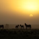 Beverly Joubert Instagram - In the early morning hours, a pale yellow fog clouds the plains of the Mara, slowly disappearing as the rising sun warms the landscape. A small herd of zebra prepare to feast on the nutrient-rich grassland, but seem unsettled by the haze and the possibility of what may be lurking unseen in the swirling mist. For grazing species like zebras, safety in numbers is important. Moving as a group ensures that there are more eyes scanning the landscape for threats and less chance of an individual being singled out by a predator. #wildlife #nature #zebra