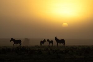 Beverly Joubert Instagram - In the early morning hours, a pale yellow fog clouds the plains of the Mara, slowly disappearing as the rising sun warms the landscape. A small herd of zebra prepare to feast on the nutrient-rich grassland, but seem unsettled by the haze and the possibility of what may be lurking unseen in the swirling mist. For grazing species like zebras, safety in numbers is important. Moving as a group ensures that there are more eyes scanning the landscape for threats and less chance of an individual being singled out by a predator. 

#wildlife #nature #zebra