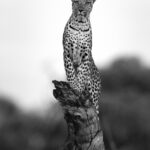 Beverly Joubert Instagram – Leopards hold a very special place in our hearts. Decades spent documenting these big cats in the wild has offered us a glimpse into their ultra-secretive worlds, a tiny window into the mystery and wonder of these elusive animals. 

From the relative safety of a broken tree trunk, this leopardess carefully scanned her surroundings, her stare unwavering as she searched for potential prey in the dusk. We feel an enormous sense of privilege for every moment we get to share with these cats. This International Leopard Day, we’re reminded of their majesty and the urgent need to protect them.⁣
⁣⁣
#leopard #wildlife #nature #InternationalLeopardDay #ForTheLoveOfLeopards