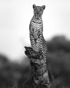 Beverly Joubert Instagram - Leopards hold a very special place in our hearts. Decades spent documenting these big cats in the wild has offered us a glimpse into their ultra-secretive worlds, a tiny window into the mystery and wonder of these elusive animals. From the relative safety of a broken tree trunk, this leopardess carefully scanned her surroundings, her stare unwavering as she searched for potential prey in the dusk. We feel an enormous sense of privilege for every moment we get to share with these cats. This International Leopard Day, we’re reminded of their majesty and the urgent need to protect them.⁣ ⁣⁣ #leopard #wildlife #nature #InternationalLeopardDay #ForTheLoveOfLeopards