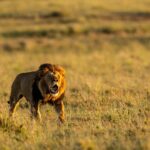 Beverly Joubert Instagram - A lion's roar commands attention. Specially adapted vocal folds allow these cats to muster up a reverberating bellow that can be heard from kilometres away. If you're close enough, you'll feel the vibrations of the call rolling through your bones and likely triggering the hairs on the back of your neck to stand up straight. It's a sound we've come to love and appreciate during our time documenting these apex predators. Sadly, we have also witnessed this iconic sound fading from more and more corners of the African wild. We stand to lose so much more than just a roar if we allow these cats to vanish.⁣ ⁣ #lions #bigcats #bigcatsofinstagram #bigcatconservation #wildlife #wildlifelovers #conservation #nature