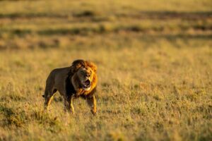 Beverly Joubert Instagram - A lion's roar commands attention. Specially adapted vocal folds allow these cats to muster up a reverberating bellow that can be heard from kilometres away. If you're close enough, you'll feel the vibrations of the call rolling through your bones and likely triggering the hairs on the back of your neck to stand up straight. It's a sound we've come to love and appreciate during our time documenting these apex predators. Sadly, we have also witnessed this iconic sound fading from more and more corners of the African wild. We stand to lose so much more than just a roar if we allow these cats to vanish.⁣
⁣
#lions #bigcats #bigcatsofinstagram #bigcatconservation #wildlife #wildlifelovers #conservation #nature