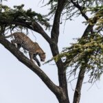 Beverly Joubert Instagram - Unlike lions, which are a touch too heavyset for climbing, leopards have an astounding ability to navigate the treetops with finesse and agility. It's a skill for which they are perfectly adapted. Powerful shoulders and legs, strong claws and heavily muscled backs all help make the task of tree-climbing a bit easier. A low centre of gravity and a long, sturdy tail mean that leopards rarely lose their balance, even when hurtling down a branch at a 45 ° angle. ⁣⁣⁣ #wildlife #nature #conservation #leopard #bigcats #bigcatsofinstagram