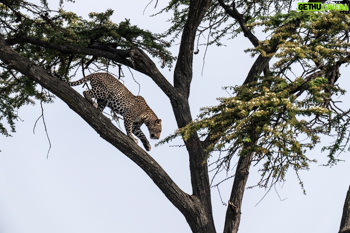 Beverly Joubert Instagram - Unlike lions, which are a touch too heavyset for climbing, leopards have an astounding ability to navigate the treetops with finesse and agility. It's a skill for which they are perfectly adapted. Powerful shoulders and legs, strong claws and heavily muscled backs all help make the task of tree-climbing a bit easier. A low centre of gravity and a long, sturdy tail mean that leopards rarely lose their balance, even when hurtling down a branch at a 45 ° angle. #wildlife #nature #conservation #leopard #bigcats #bigcatsofinstagram