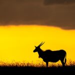 Beverly Joubert Instagram - Silhouetted in a band of golden light stretched between the horizon and the clouds, this eland's cow-like stature and distinctive dewlap make her instantly recognisable. Despite her colossal size, she is surprisingly agile and can leap great distances and accelerate rapidly to escape an attack from an ambitious predator (of which there are few that would attempt the challenge). If cornered, she'll turn on her attackers, using her strength and tightly spiralled horns to see off the threat.⁣ ⁣ #wildlife #eland #sunset #silhouette