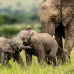 Beverly Joubert Instagram - We have much to learn from elephants: empathy, grace, loyalty, and, of course, the importance of having fun. With mom nearby, these two youngsters engaged in a trunk-flailing play fight, each lively interaction another lesson in their journey to adulthood. ⁣ ⁣ We have drawn so much inspiration from elephants in our years as wildlife documentarians, and we feel a deep responsibility to protect them. Three decades ago, southern African countries accounted for around 20% of Africa's total elephant population. But as poaching intensified in Central and East Africa, that share has grown to more than 50%. We must act now. Protecting habitats, creating wildlife corridors and promoting coexistence is vital to securing the future of this amazing species.⁣ ⁣⁣ #wildlife #nature #conservation #elephant