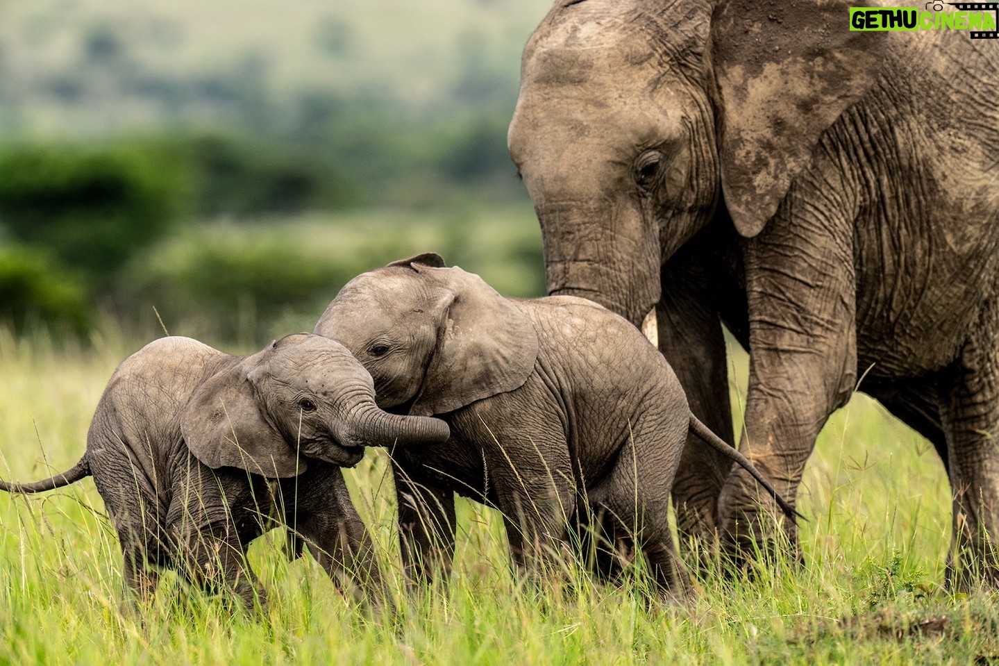 Beverly Joubert Instagram - We have much to learn from elephants: empathy, grace, loyalty, and, of course, the importance of having fun. With mom nearby, these two youngsters engaged in a trunk-flailing play fight, each lively interaction another lesson in their journey to adulthood. We have drawn so much inspiration from elephants in our years as wildlife documentarians, and we feel a deep responsibility to protect them. Three decades ago, southern African countries accounted for around 20% of Africa's total elephant population. But as poaching intensified in Central and East Africa, that share has grown to more than 50%. We must act now. Protecting habitats, creating wildlife corridors and promoting coexistence is vital to securing the future of this amazing species. #wildlife #nature #conservation #elephant