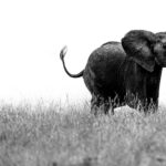 Beverly Joubert Instagram – Elephant herds are governed by complex social dynamics that sometimes play out in dramatic fashion when these giants clash for dominance. Typically docile by nature, elephants occasionally erupt in explosive bouts of head clashing and tusk wrangling to settle disputes, eke out their role in the herd or simply to blow off steam. These scuffles rarely end in significant injury, but serious battles between dominant bulls can be fatal. Thankfully, these two youngsters were just testing their boundaries.⁣
⁣
#wildlife #elephant