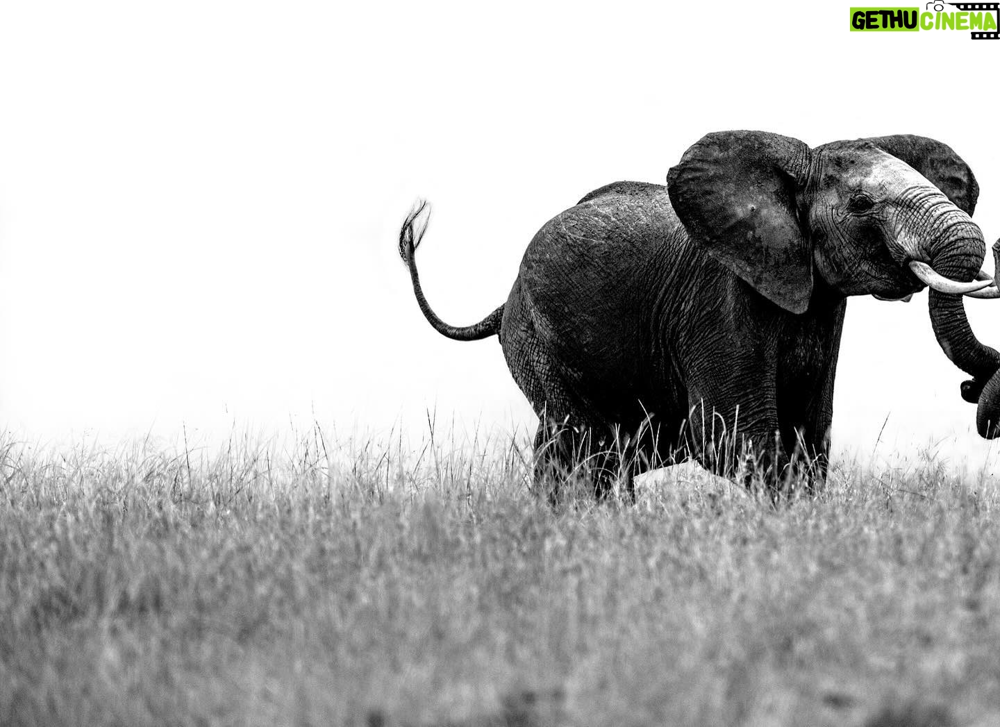 Beverly Joubert Instagram - Elephant herds are governed by complex social dynamics that sometimes play out in dramatic fashion when these giants clash for dominance. Typically docile by nature, elephants occasionally erupt in explosive bouts of head clashing and tusk wrangling to settle disputes, eke out their role in the herd or simply to blow off steam. These scuffles rarely end in significant injury, but serious battles between dominant bulls can be fatal. Thankfully, these two youngsters were just testing their boundaries. #wildlife #elephant