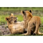 Beverly Joubert Instagram - When lion cubs are not asleep or feeding, they're playing. We never tire of watching and documenting the exuberant antics of these young cats as they gradually learn the intricacies of stalking and pouncing on their journey to becoming successful predators. Some cubs are bolder than others and quickly assert themselves as the most dominant amongst their siblings – it's the sort of fighting spirit that could either be an asset in the face of threats or something that will land these brazen youngsters in trouble when they start battles they can't win.⁣ ⁣ #lions #wildlife #nature #wildlifephotography⁣ ⁣