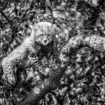 Beverly Joubert Instagram - Come behind the lens with photographer @BeverlyJoubert as she shares her experiences documenting the life of cheetahs and their families. Beverly Joubert is a National Geographic Explorer-in-Residence. She has specialized in African photography for nearly 35 years, with images in a dozen or more National Geographic Magazines, in more than12 books, and thousands of articles around the world. Browse her print and others at the link in bio! Proceeds support the photographers and the incredible work of the @JaneGoodallInst. #CelebrateJane #conservationphotography #Africa #cheetah #womeninstem #wildlifephotography #printsale #fineart
