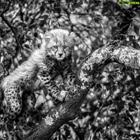 Beverly Joubert Instagram - Come behind the lens with photographer @BeverlyJoubert as she shares her experiences documenting the life of cheetahs and their families. Beverly Joubert is a National Geographic Explorer-in-Residence. She has specialized in African photography for nearly 35 years, with images in a dozen or more National Geographic Magazines, in more than12 books, and thousands of articles around the world. Browse her print and others at the link in bio! Proceeds support the photographers and the incredible work of the @JaneGoodallInst. #CelebrateJane #conservationphotography #Africa #cheetah #womeninstem #wildlifephotography #printsale #fineart