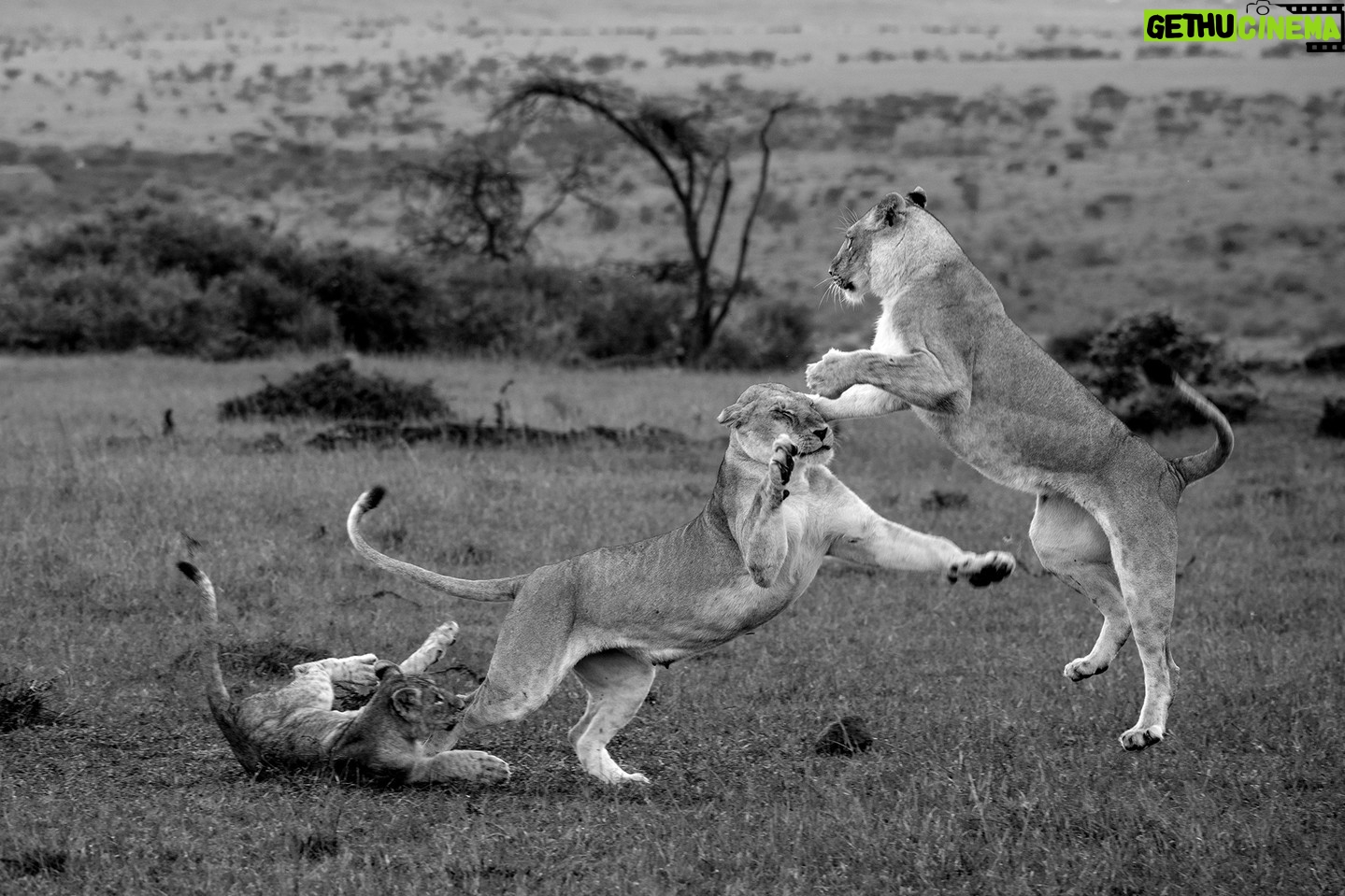 Beverly Joubert Instagram - We’ve had the privilege of spending much of our lives alongside big cats like lions, slowly unravelling the complexities of life in the pride, and sharing these unique stories through our films and photos. Our mission has always been to connect audiences with these charismatic creatures and to highlight the need to protect them. The theme for this year’s International Day for Biological Diversity embodies that goal and is a call to action that should not be ignored: ‘Be part of the plan’. Biodiversity is declining at an alarming rate. If we allow apex predators like lions to disappear from the savannahs and woodlands they call home, we risk losing entire ecosystems. Lions are architects of biodiversity, they shape and balance ecosystems. This is why we, along with many other scientists and conservationists around the world, are devoted to protecting these cats. By safeguarding lions and their habitats, we can secure the future of countless other plant and animal species that live alongside Africa's apex predators. Follow @greatplainsfoundation to learn more about our Big Cats Initiative. #biodiversity #bigcats #bigcatconservation #bigcastofinstagram #lions