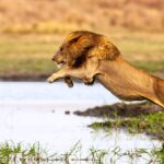 Beverly Joubert Instagram - “During the annual floods, Botswana's Okavango Delta becomes a saturated swampland of twisting channels and deep spillways. Lions that live in this watery wonderland, learn how to navigate the soaked plains from a young age, and selecting the most narrow section to leap across becomes second nature. If a channel is too wide to bound over, lions will sometimes swim (somewhat reluctantly) to claim new territory or find a meal. All that wading and paddling – not to mention a diet of large prey – makes these swamp cats some of the strongest lions on the African continent, which is one of the reasons it's so crucial that they are protected. Some estimates suggest there are fewer than 16,000 African lions left in the wild today and many of them live in small reserves where they are not able to contribute significantly to the global population. The Okavango Delta remains a stronghold for these apex predators that are increasingly threatened by habitat loss and human-wildlife conflict. Through projects like the Big Cats Initiative that we oversee through @GreatPlainsFoundation, and films like The Last Lions that highlights the perilous plight of these iconic animals, we hope to secure a future for lions in the Delta and across the continent.” - @beverlyjoubert ________ #okavangodelta #beverlyjoubert #conservationphotography #africanwildlife #ilcp #ilcp_photographers