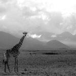 Beverly Joubert Instagram - They may be Africa's tallest animals, but even giraffes look small against a magnificent backdrop of undulating Kenyan hills blanketed in early morning mist. Giraffes typically feed on the leaves and buds of trees and shrubs, so a vast plain like this is not an ideal feeding ground for this towering giant. He'll have to trek across the savannah in search of a pocket of trees to get his fill.⁣ ⁣ #giraffe #wildlife #nature