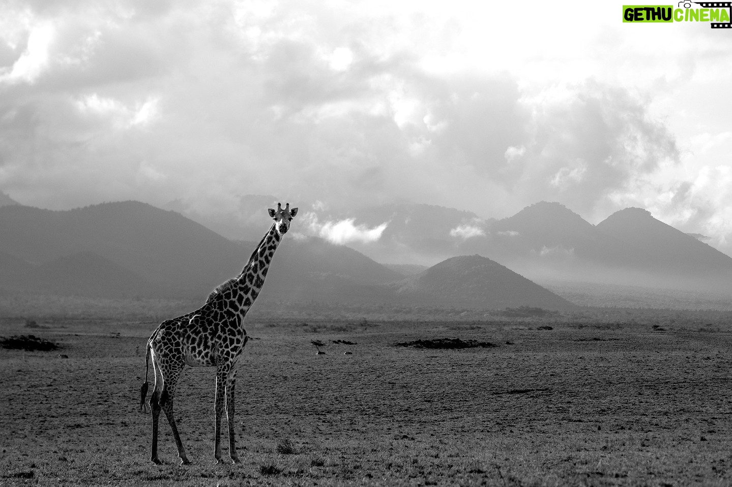 Beverly Joubert Instagram - They may be Africa's tallest animals, but even giraffes look small against a magnificent backdrop of undulating Kenyan hills blanketed in early morning mist. Giraffes typically feed on the leaves and buds of trees and shrubs, so a vast plain like this is not an ideal feeding ground for this towering giant. He'll have to trek across the savannah in search of a pocket of trees to get his fill. #giraffe #wildlife #nature