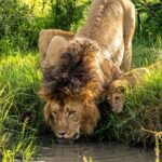 Beverly Joubert Instagram - This cub was very eager to emulate his dad, but he'll have to wait until he's a bit bigger before quenching his thirst at this pool. Lions get much of the moisture they need from the blood of their prey so they don't need to drink daily, but will readily do so when water is available. On Kenya's savannahs – like in many African ecosystems – water shapes the landscape and regulates animal migration patterns. It can be both a source of sustenance and a perilous obstacle for the species that traverse these vast wild lands.⁣ ⁣ #wildlife #lions
