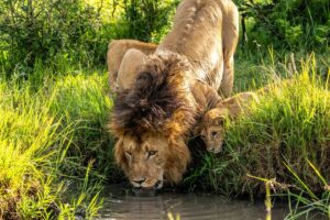 Beverly Joubert Instagram - This cub was very eager to emulate his dad, but he'll have to wait until he's a bit bigger before quenching his thirst at this pool. Lions get much of the moisture they need from the blood of their prey so they don't need to drink daily, but will readily do so when water is available. On Kenya's savannahs – like in many African ecosystems – water shapes the landscape and regulates animal migration patterns. It can be both a source of sustenance and a perilous obstacle for the species that traverse these vast wild lands.⁣
⁣
#wildlife #lions